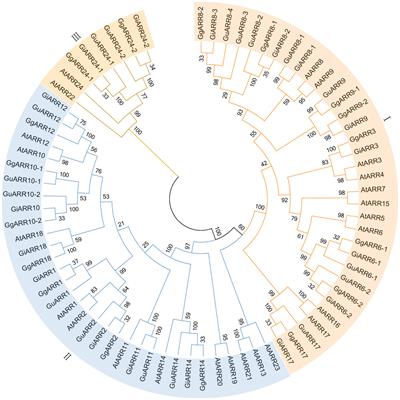 Genome-wide identification and expression profiles analysis of the authentic response regulator gene family in licorice